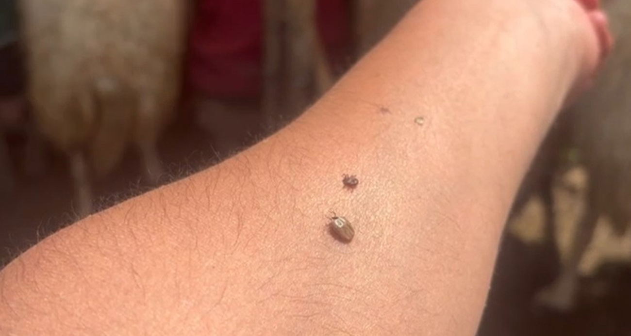 Uzmanından kene uyarısı; Kapalı giysileri tercih edin!