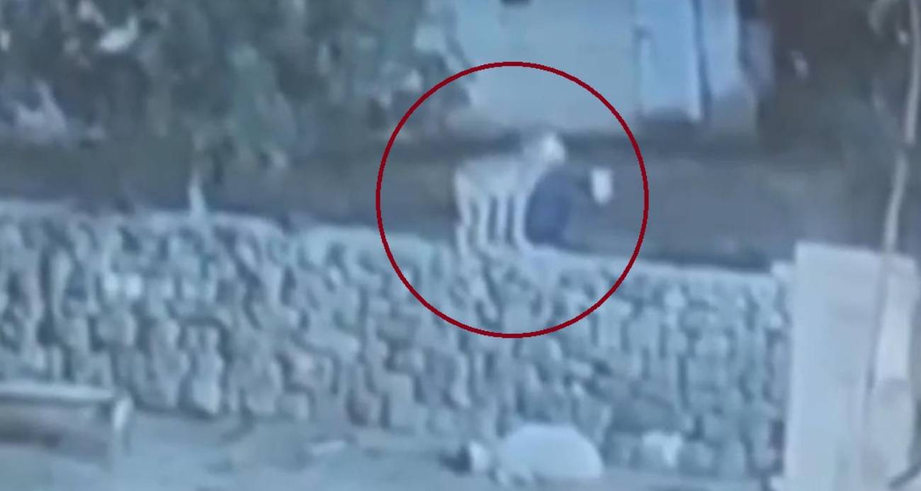 Kurt, ağıldaki sürüye böyle daldı: Kurdun kaptığı koyun ölü taklidi yaparak kurtuldu