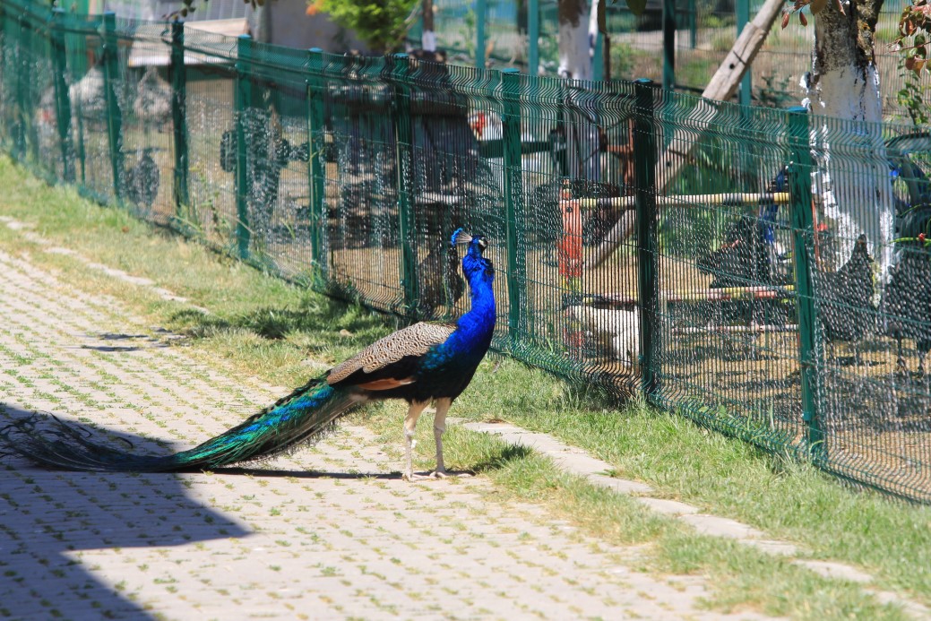 Babaannesinin tarlasına tesis kurdu Kuveyt ve Katarlıları konuk ediyor