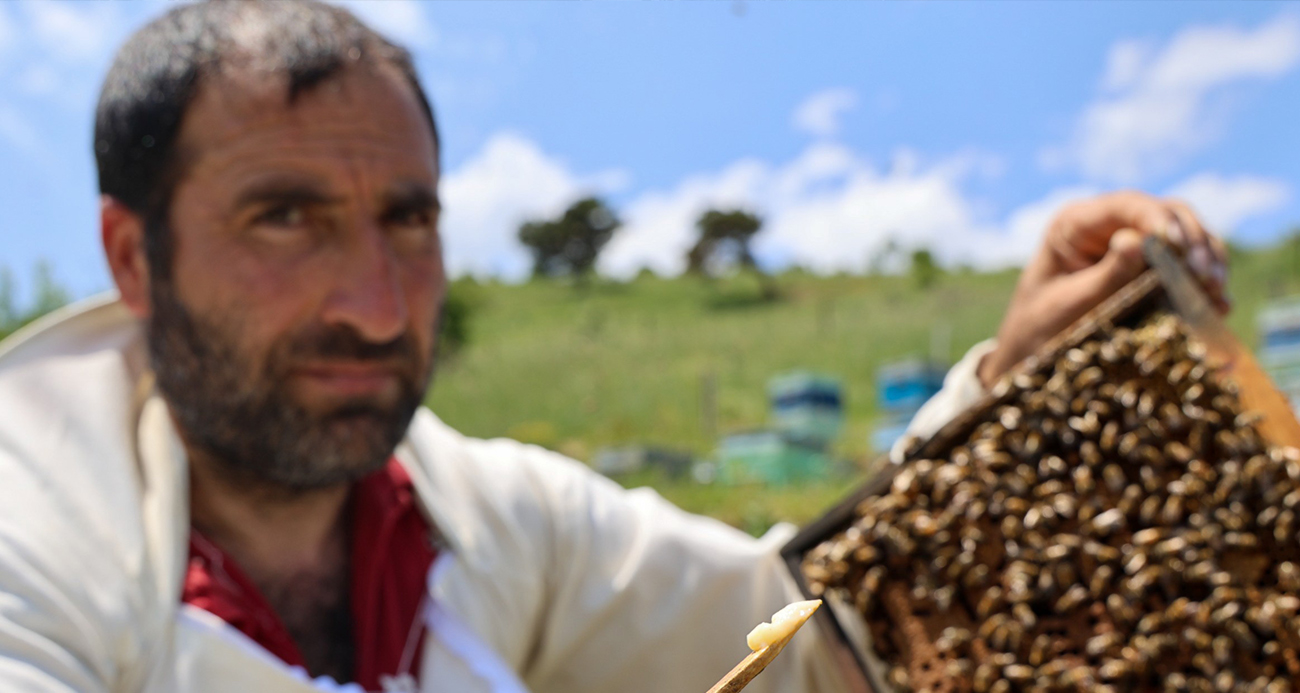 Kraliçe arının ömrünü uzatan şifa kaynağı, kilosu 45 bin liradan alıcı buluyor