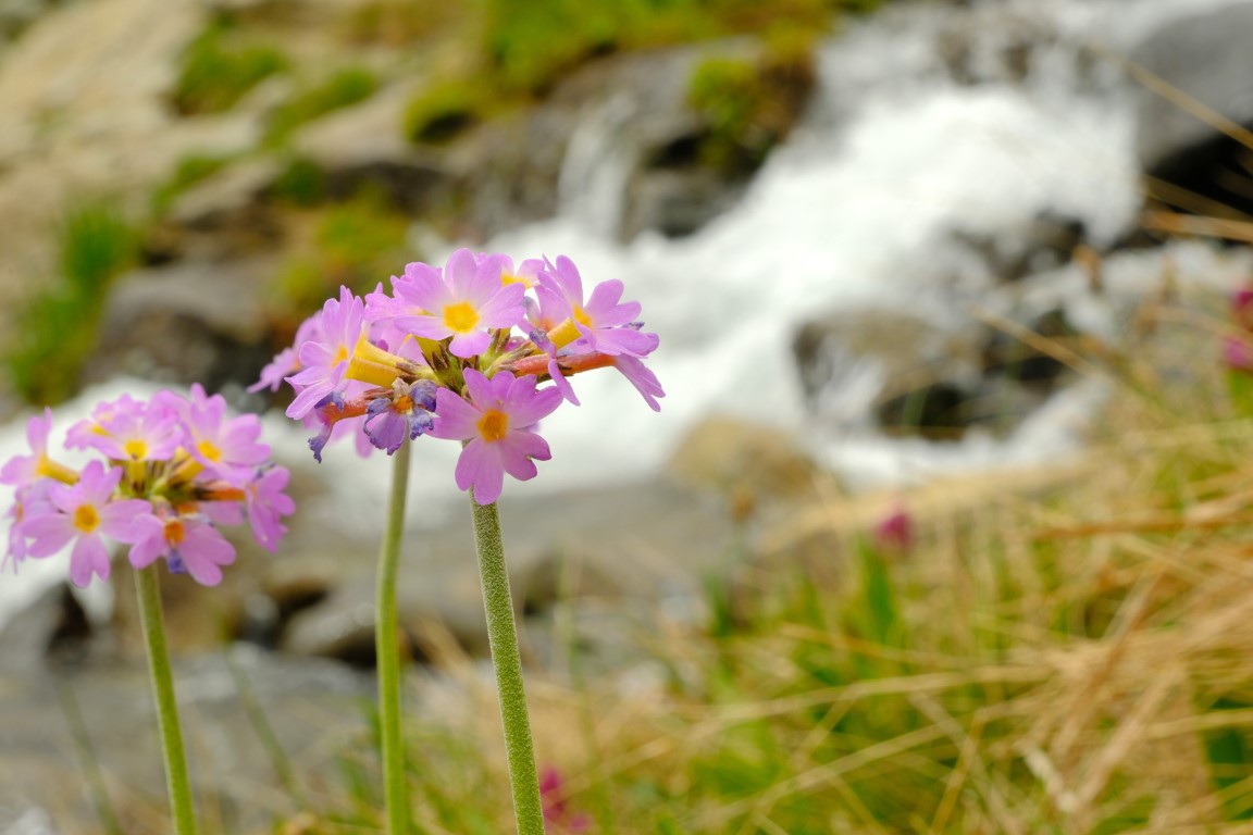 <p>Kristal berraklığındaki sularıyla &uuml;nl&uuml; 20'den fazla g&ouml;l, yal&ccedil;ın dorukların &ccedil;evrelediği buzul g&ouml;lleri, endemik bitki ve canlı t&uuml;rleri, zengin flora ve faunasıyla &ouml;zellikle yaz aylarında doğa tutkunlarını cezbediyor.</p>