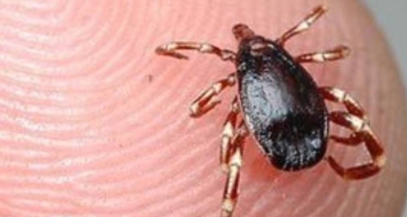 Keneye bir kurban daha: Can kaybı 16'ya yükseldi