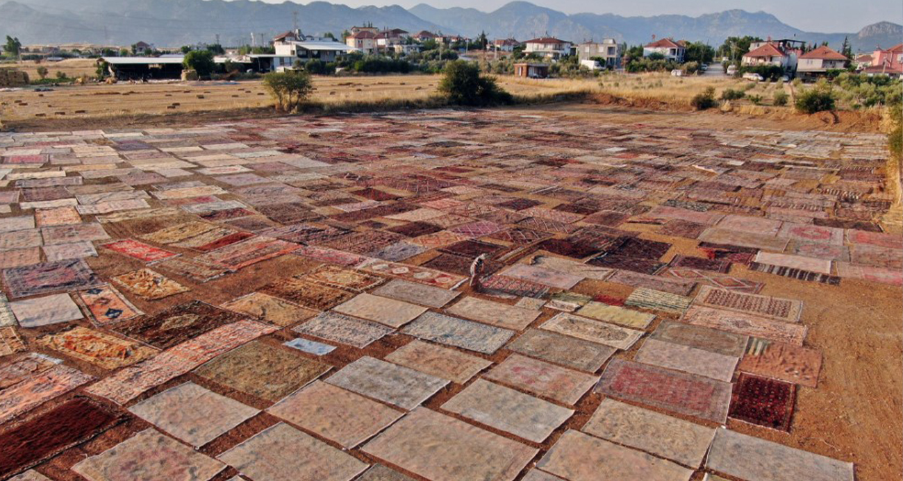 Tarlalarda milyonluk halı nöbeti başladı
