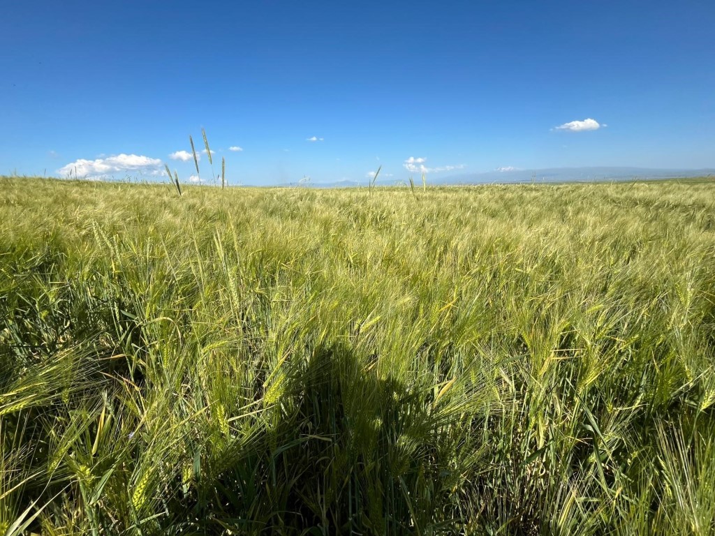 Kars’ta tarım arazilerinde yerli ve milli arpa bereketi