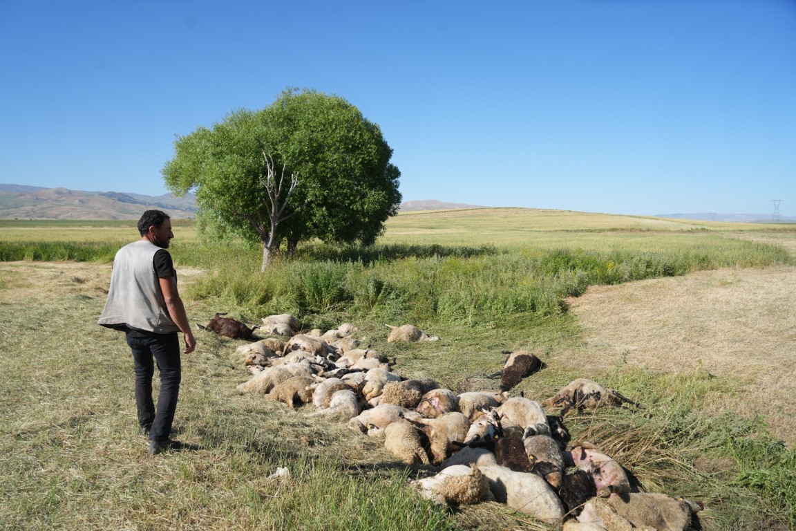 Muş’ta 150 koyun telef oldu