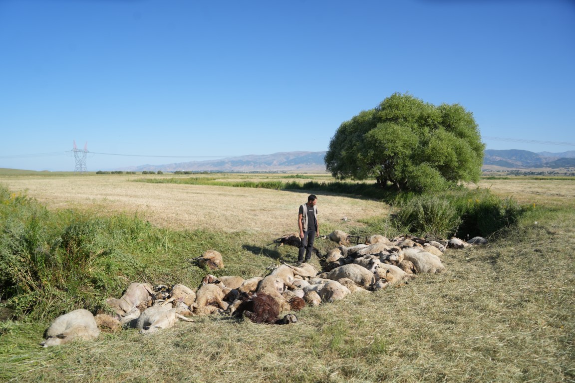 Muş’ta 150 koyun telef oldu