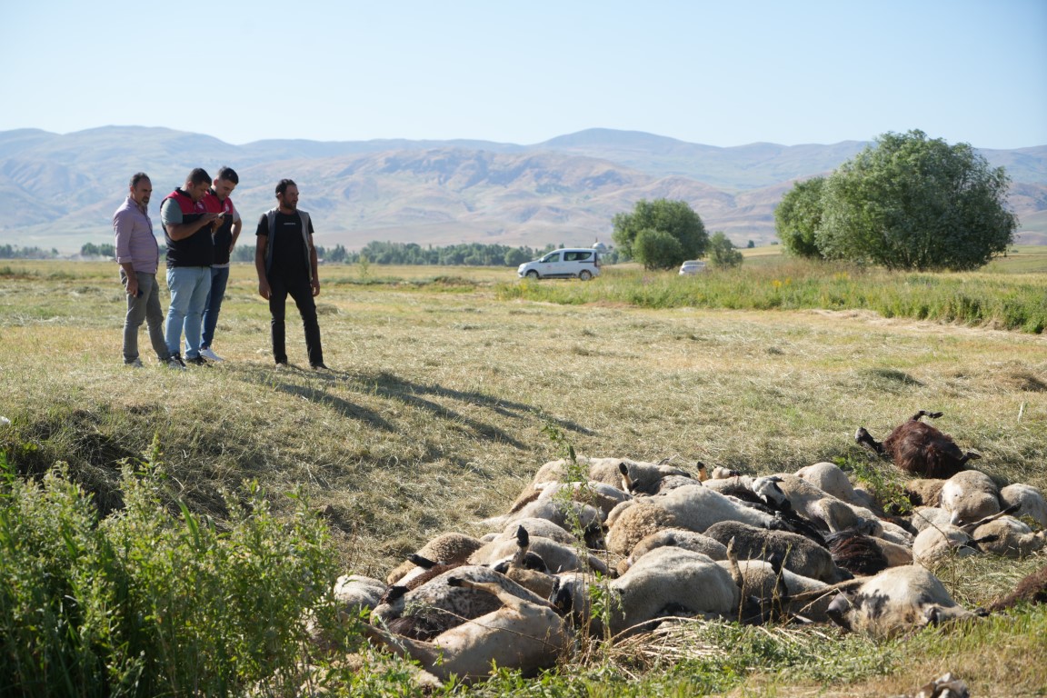 Muş’ta 150 koyun telef oldu