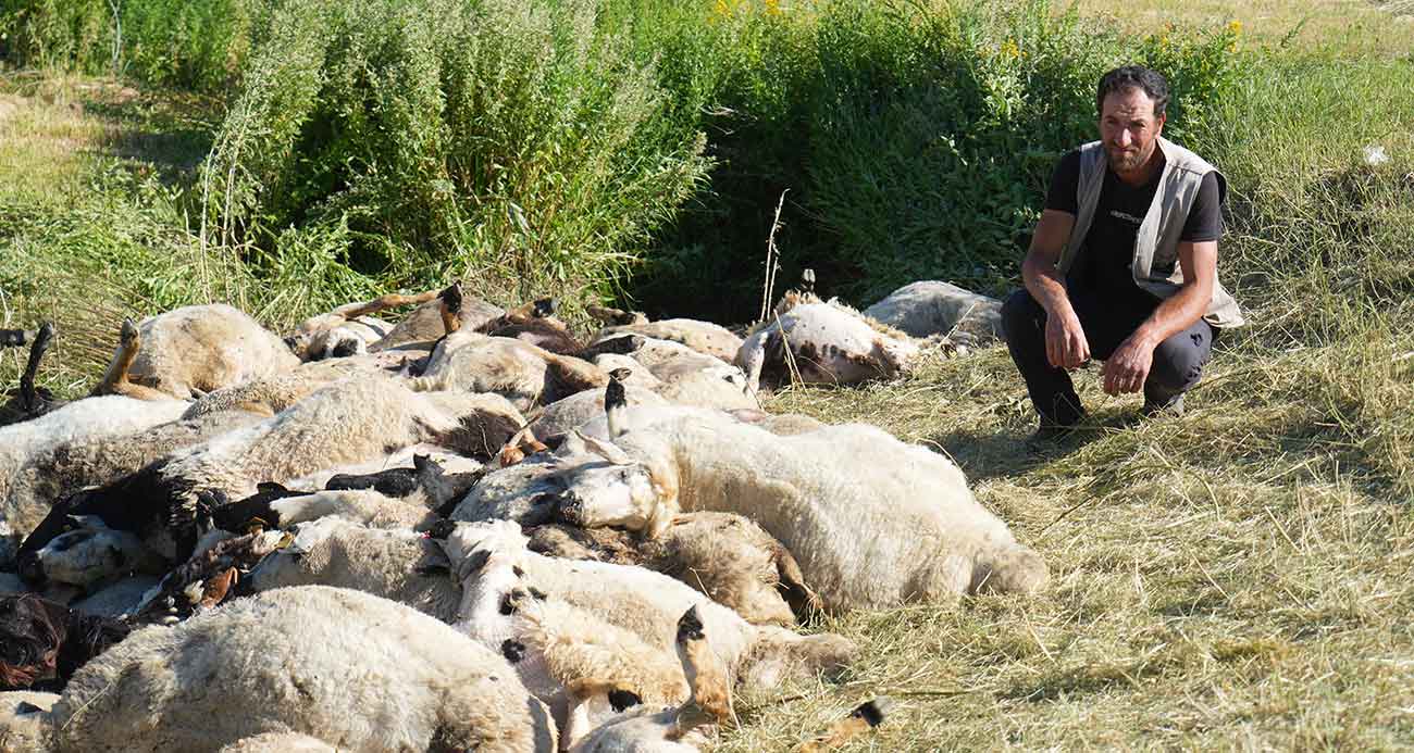 Muş’ta 150 koyun telef oldu