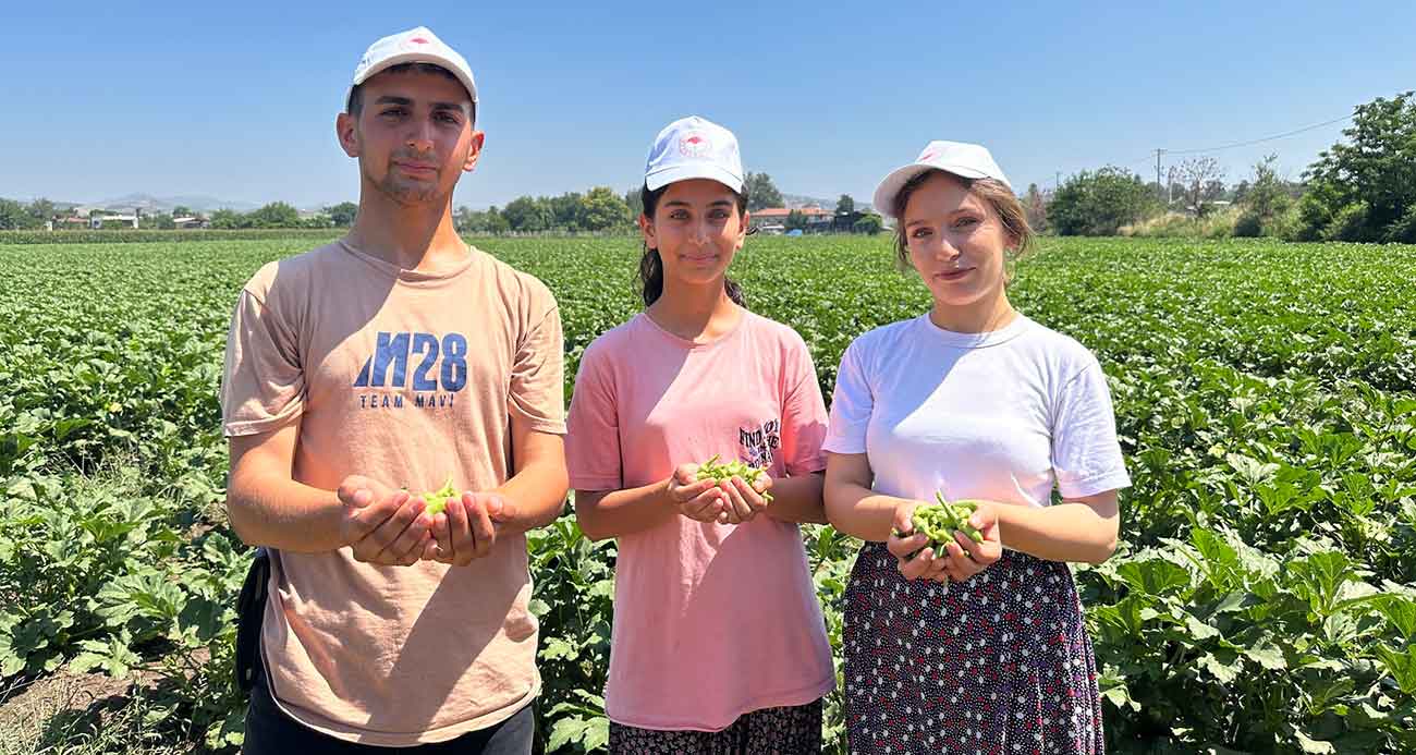 Türkiye’nin bamya üretim merkezinde hasat başladı