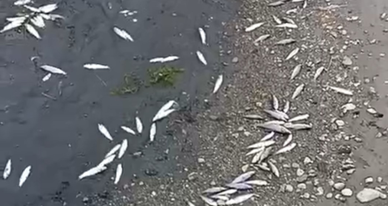 Çanakkale’de kuraklık çayı vurdu, çok sayıda balık öldü