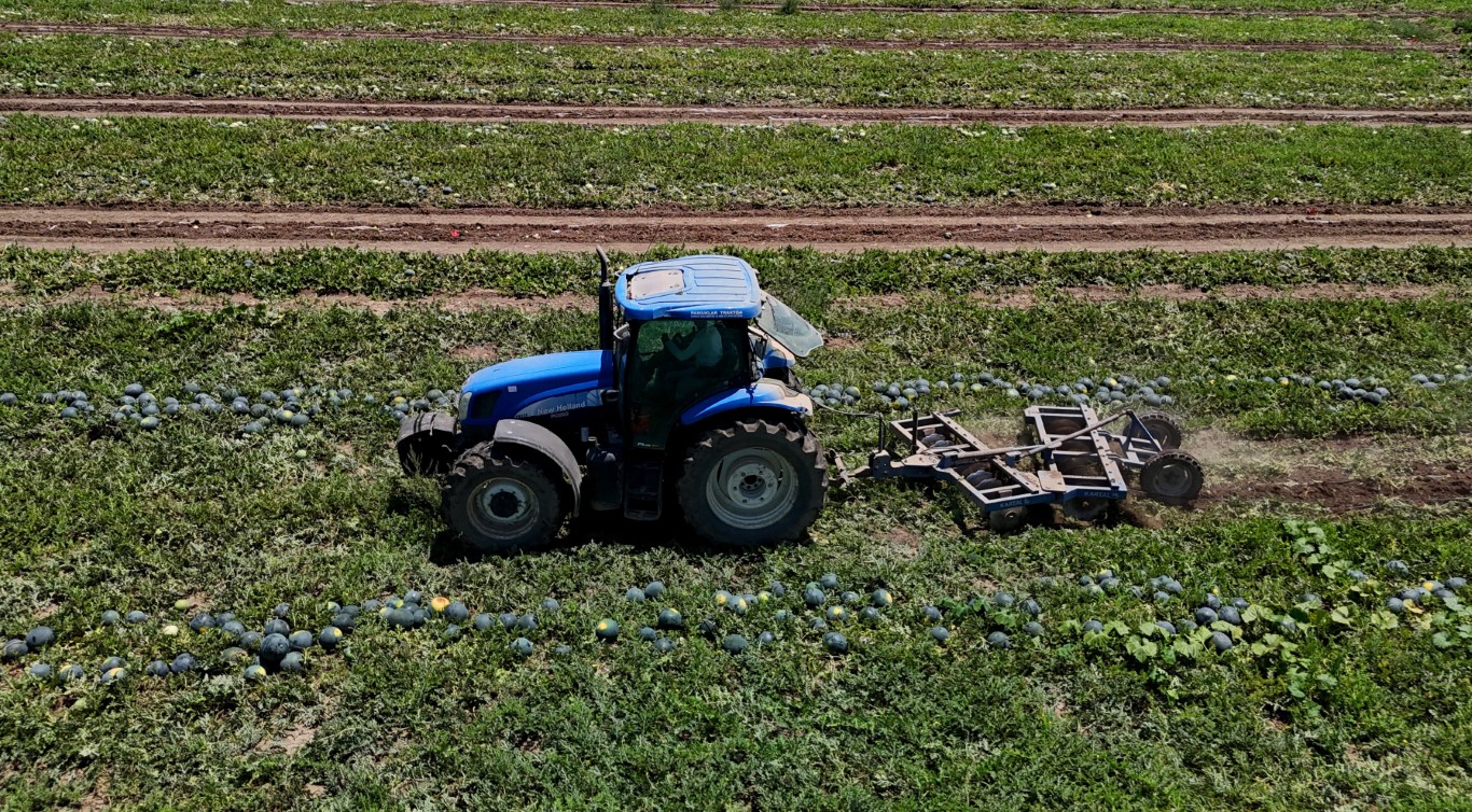 Adana’da karpuzun tarlada kilogram fiyatı 2,5 liraya kadar geriledi