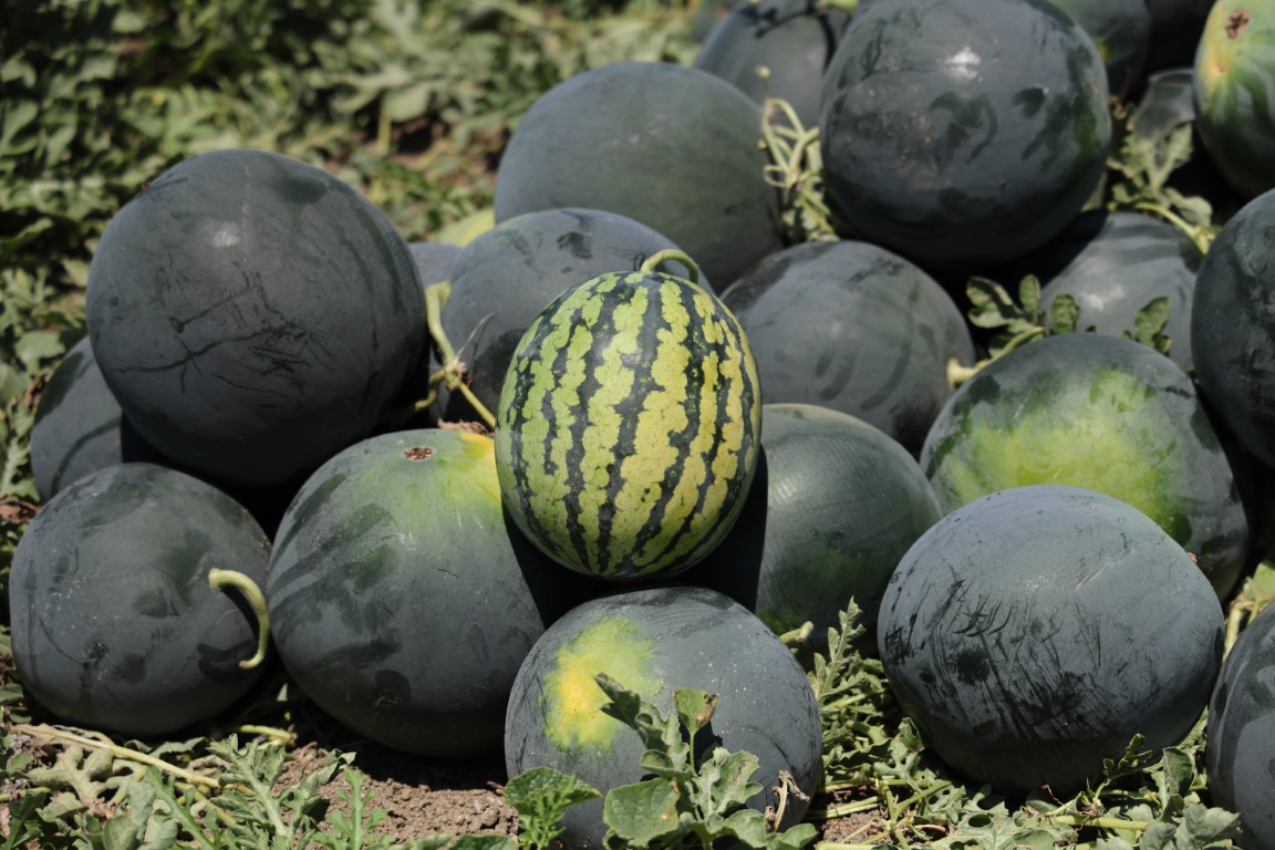 Adana’da karpuzun tarlada kilogram fiyatı 2,5 liraya kadar geriledi