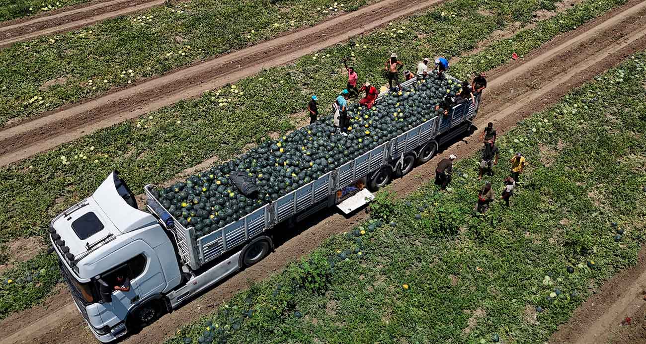 Karpuzun tarlada kilogram fiyatı 2,5 liraya kadar geriledi