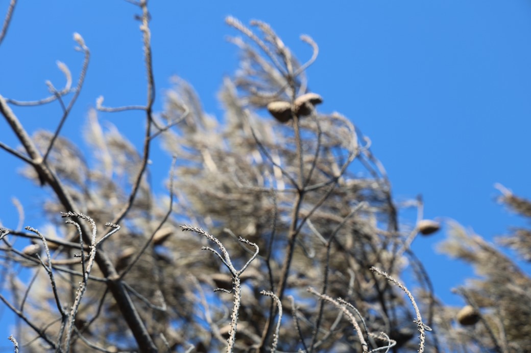 Adana’da 14 saatte 250 hektar orman yandı, acı bilanço havadan görüntülendi