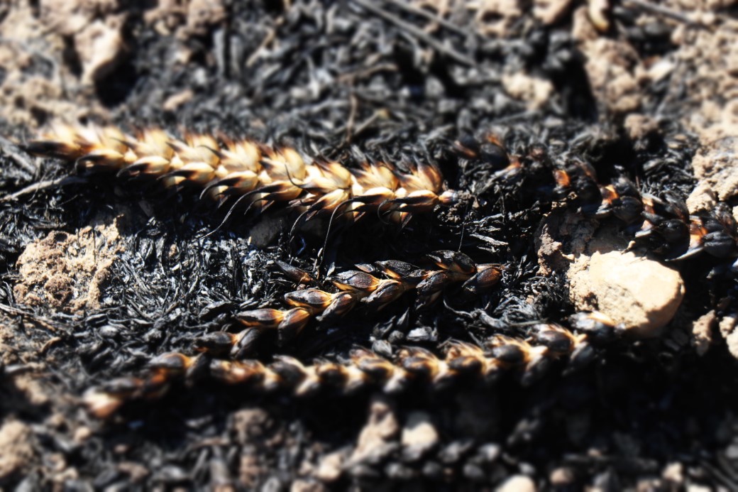 Taraklı orman yangınından geriye kalanlar