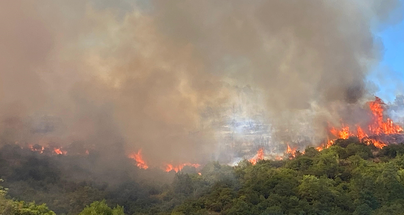 Kocaeli’de orman yangını