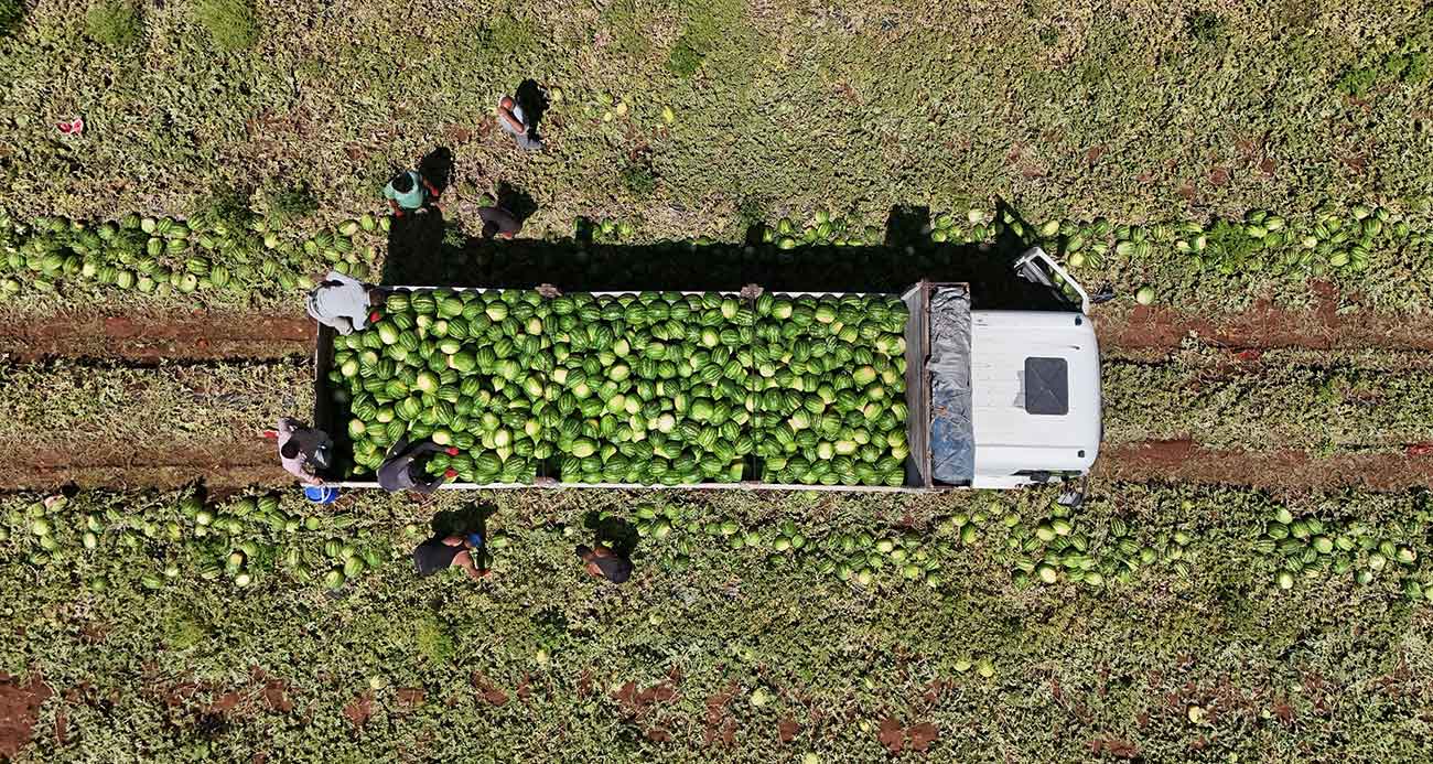 Diyarbakır karpuzunda hasat devam ediyor: Tarlada kilosu 1-2 lira