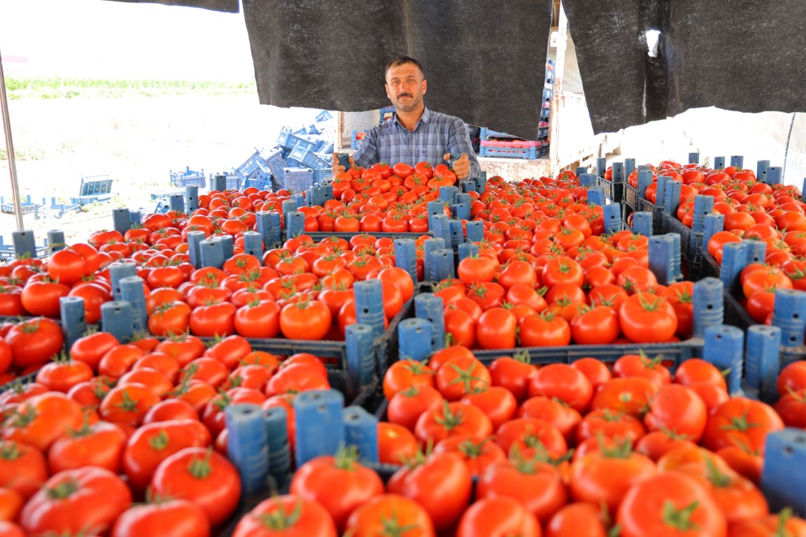 : Her mevsim domates üretimi bölgeye katkı sağlıyor