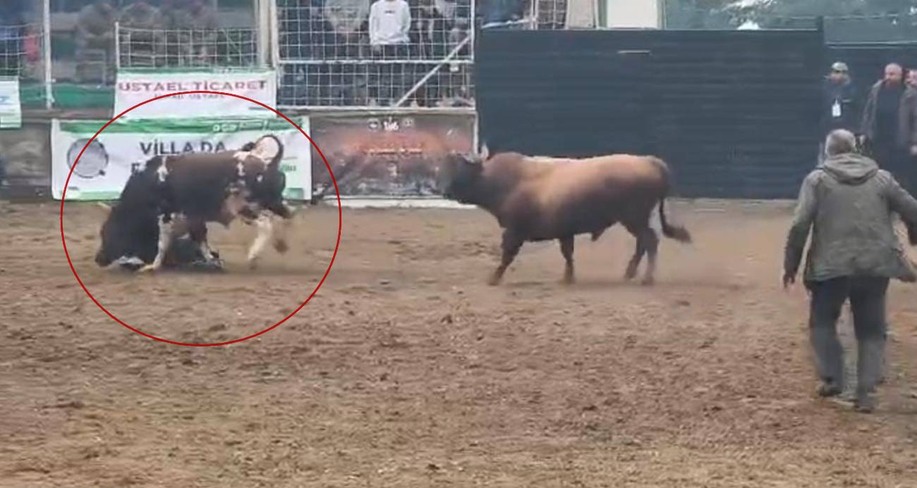 Rakibinden kaçan boğa, bakıcısını boynuzla yere serdi