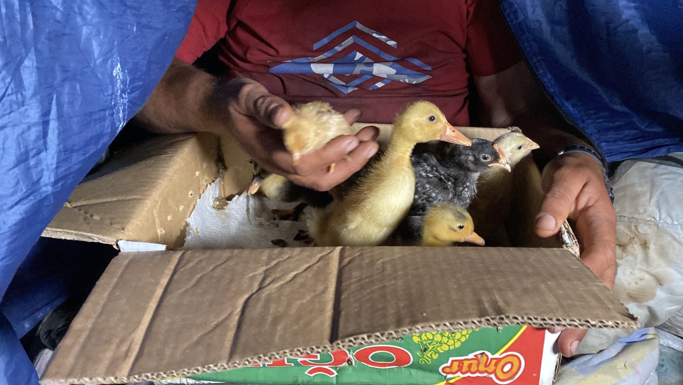 Çadırda civcivlerle zorlu yaşam