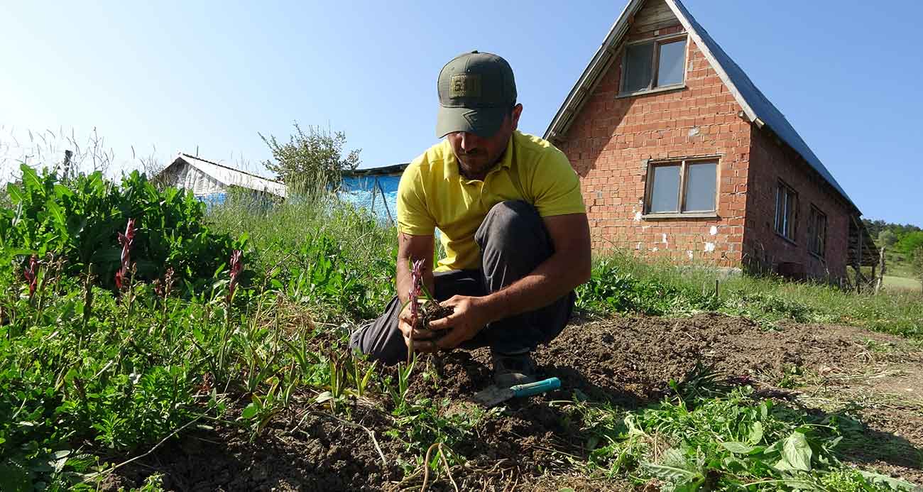 Kastamonu'da 30 dekarda yetiştirilen salebin hasadı sürüyor