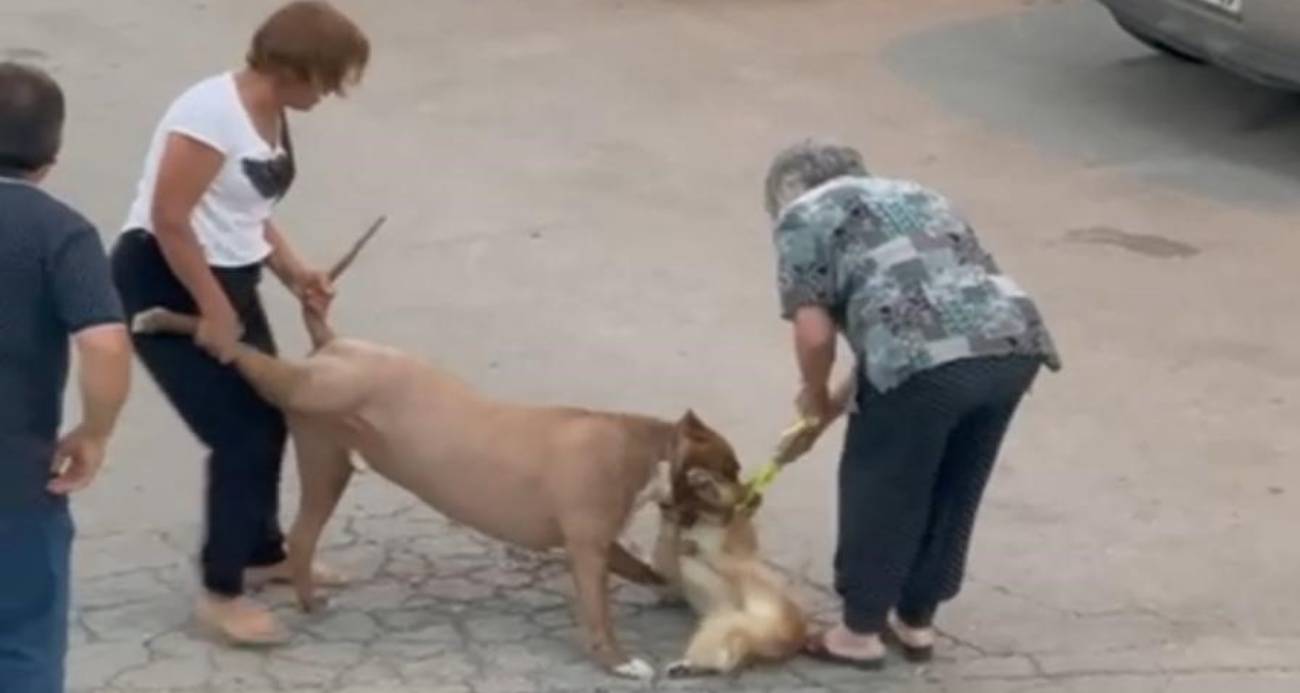 Ağızlıksız dolaştırılan pitbull, hem köpeğe hem de kendi sahibine saldırdı