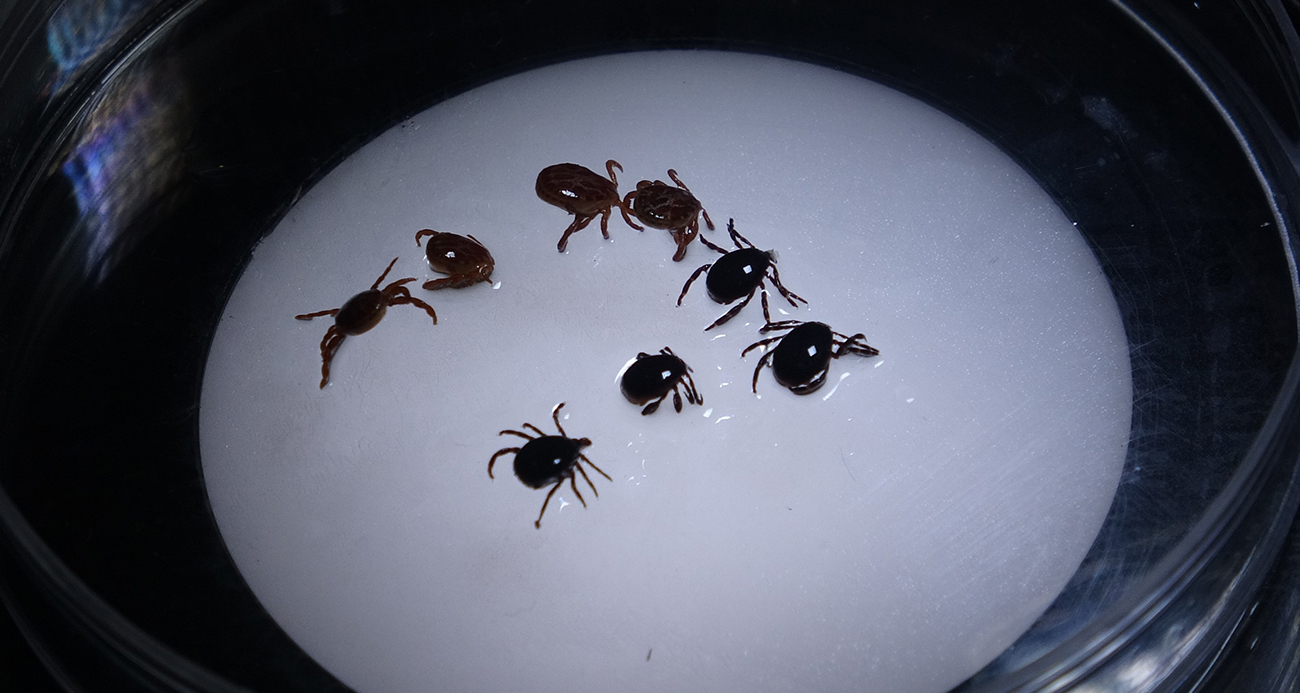 Keneyi vücuttan çıkartırken dikkat