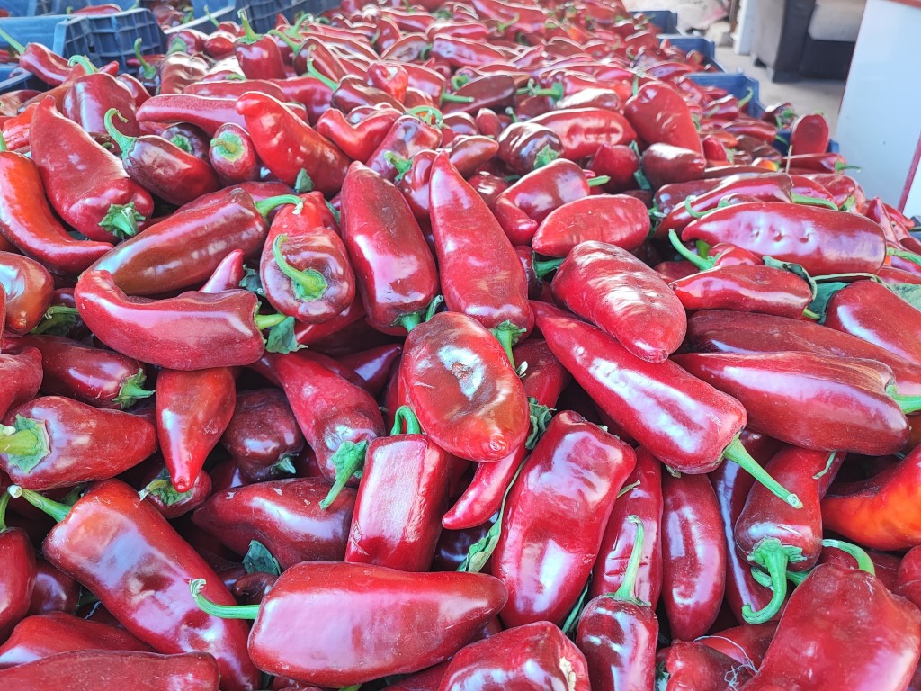Salçalık biber sezonu başladı