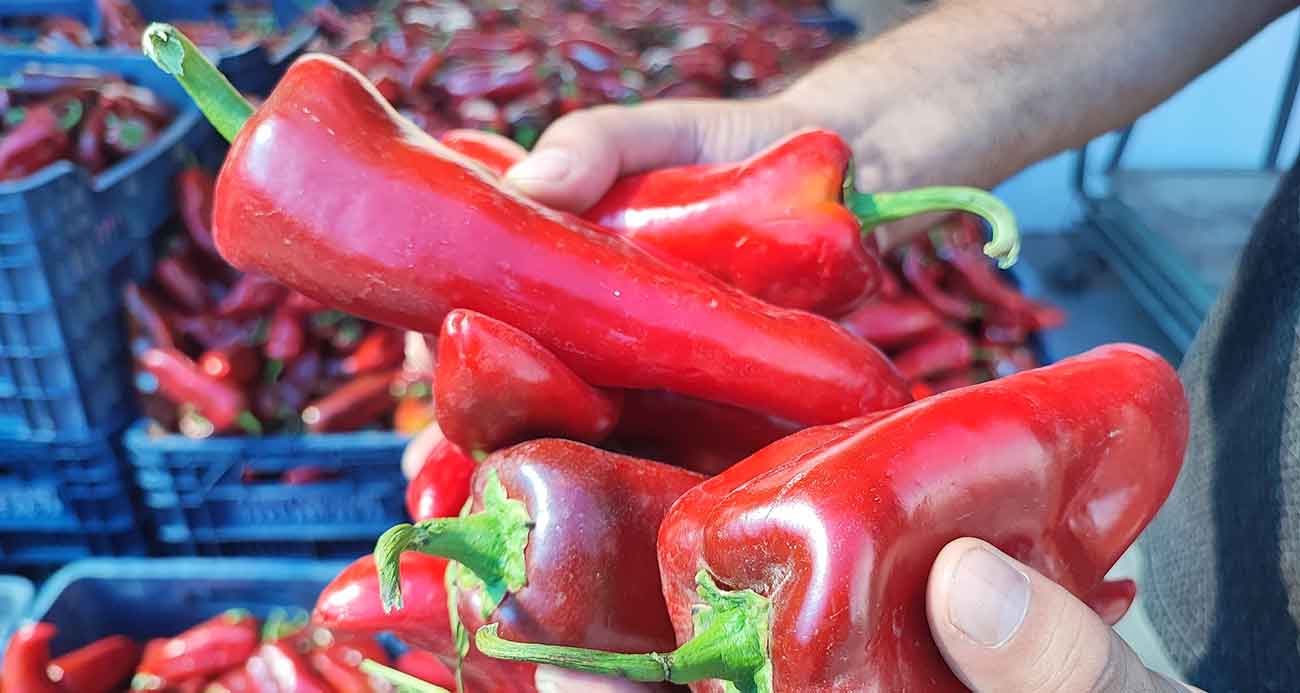 Salçalık biber sezonu başladı
