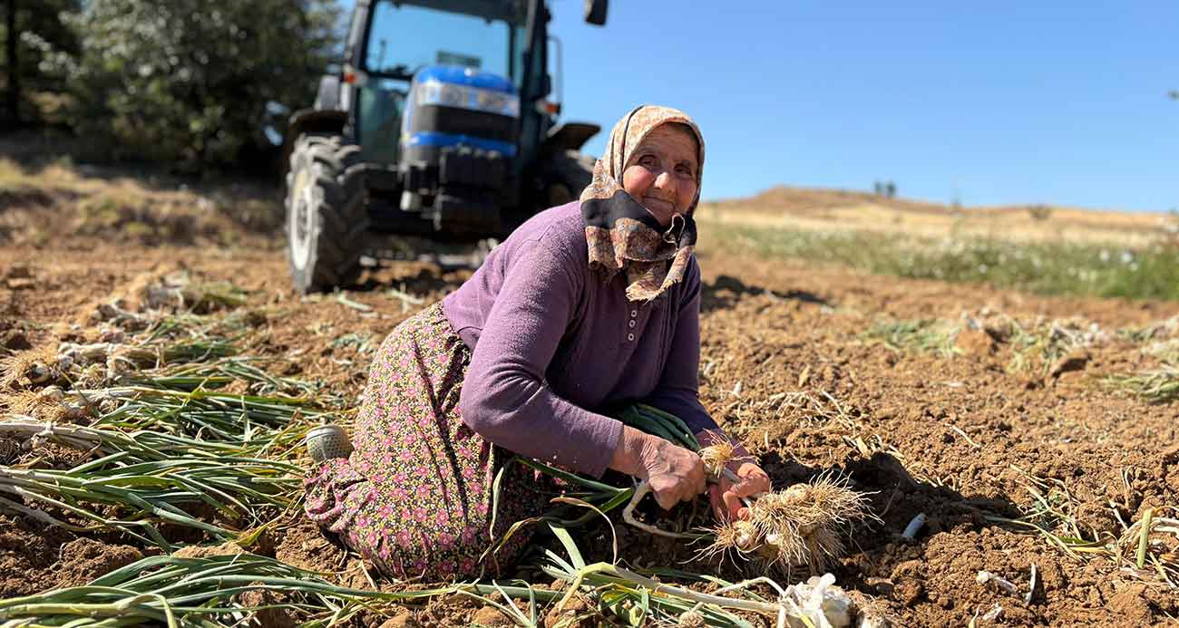 Dünyaca ünlü Taşköprü sarımsağında hasat dönemi başladı