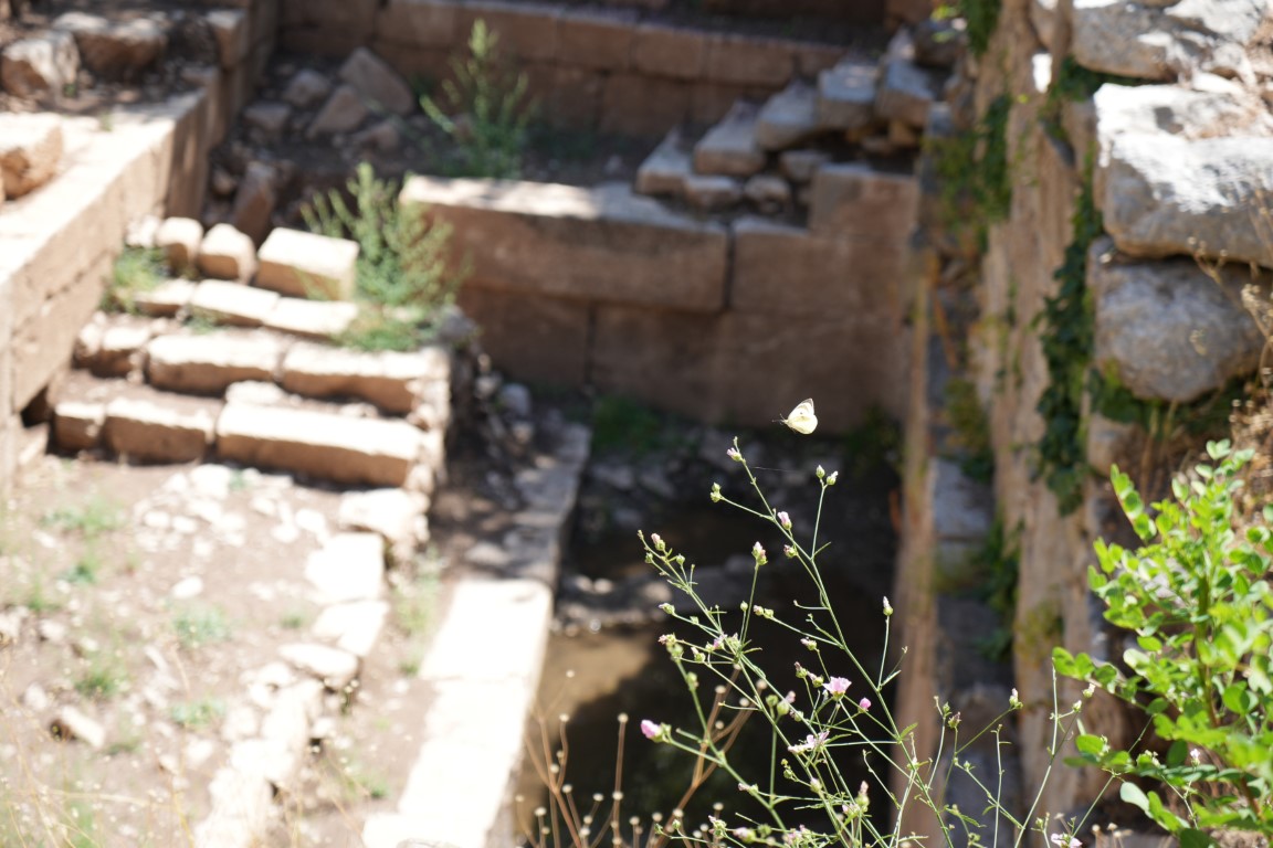 Termessos’ta tarih gün yüzüne çıkıyor: Antik kentte ilk kazı başladı