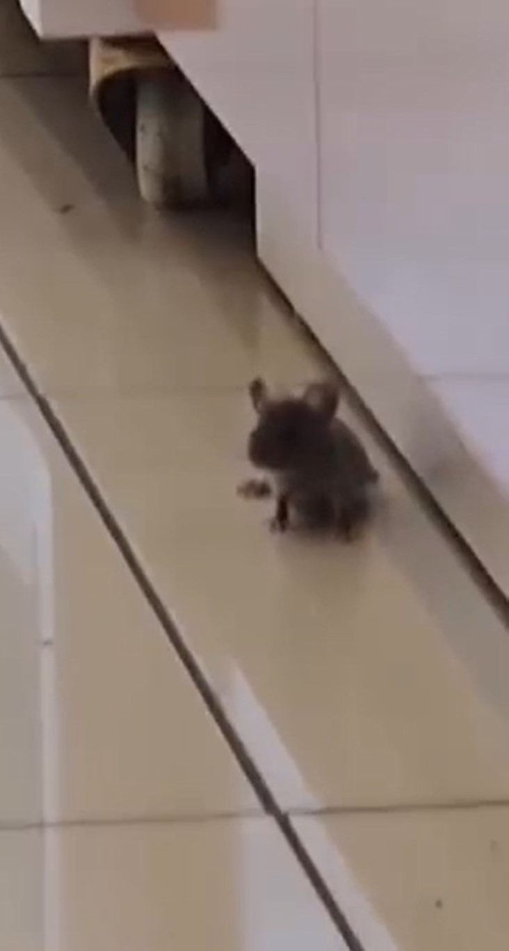 Baklavacıdaki fare görüntüsü mide bulandırdı