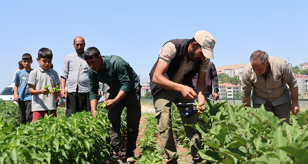 Vatandaş tarladan sofraya sebzeye doyacak