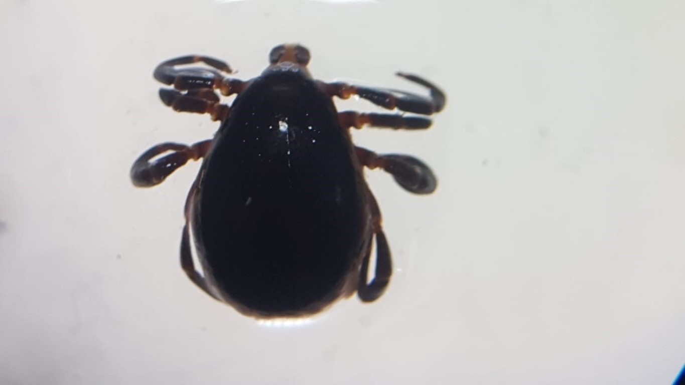 Doğanın gözlerinde kene sessizliği