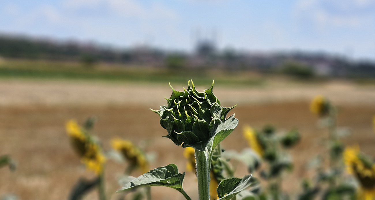 Kuraklık Trakya’yı vurdu: Ayçiçeğinde verim alarmı
