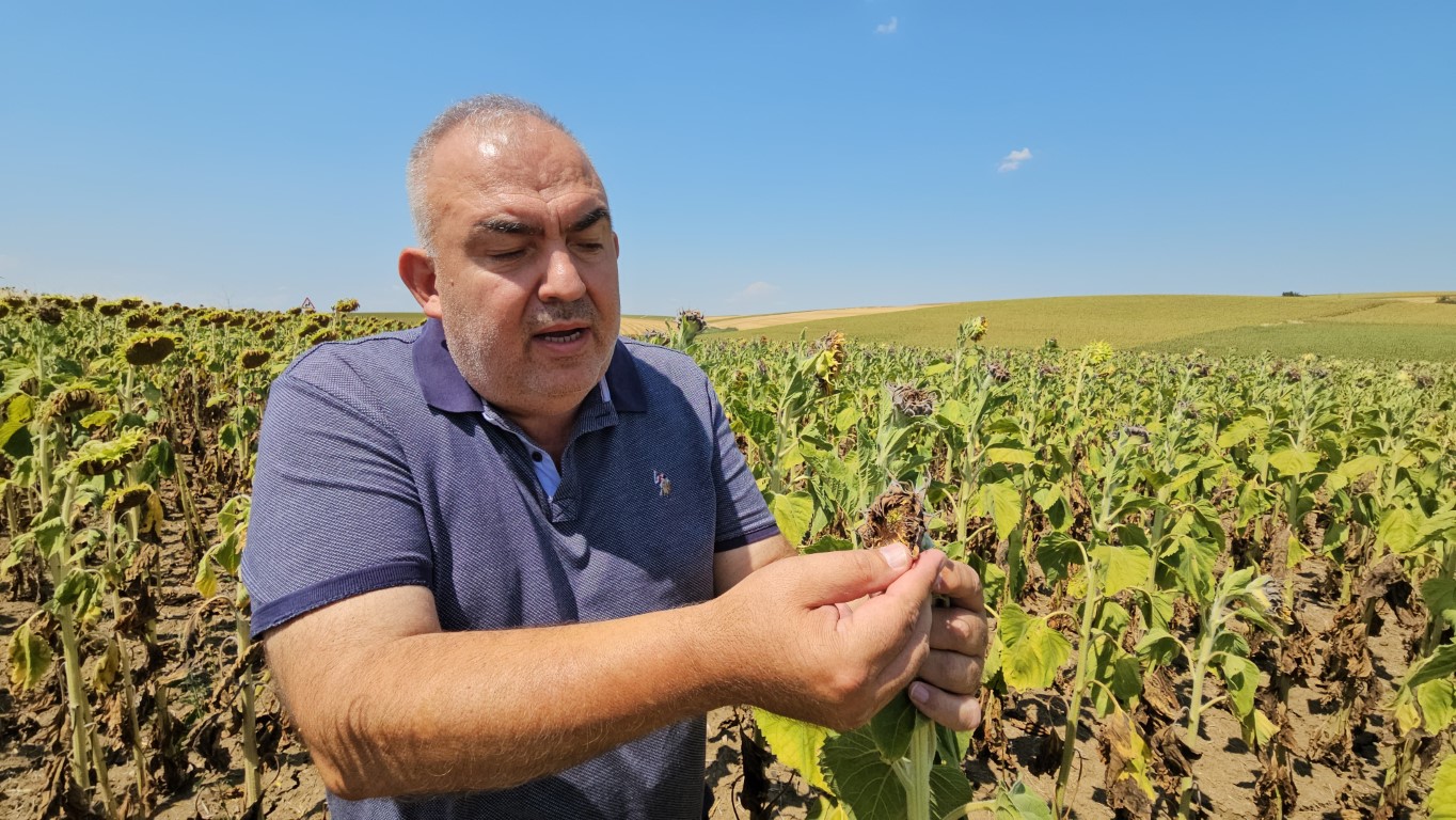 Kuraklık Trakya’yı vurdu: Ayçiçeğinde verim alarmı