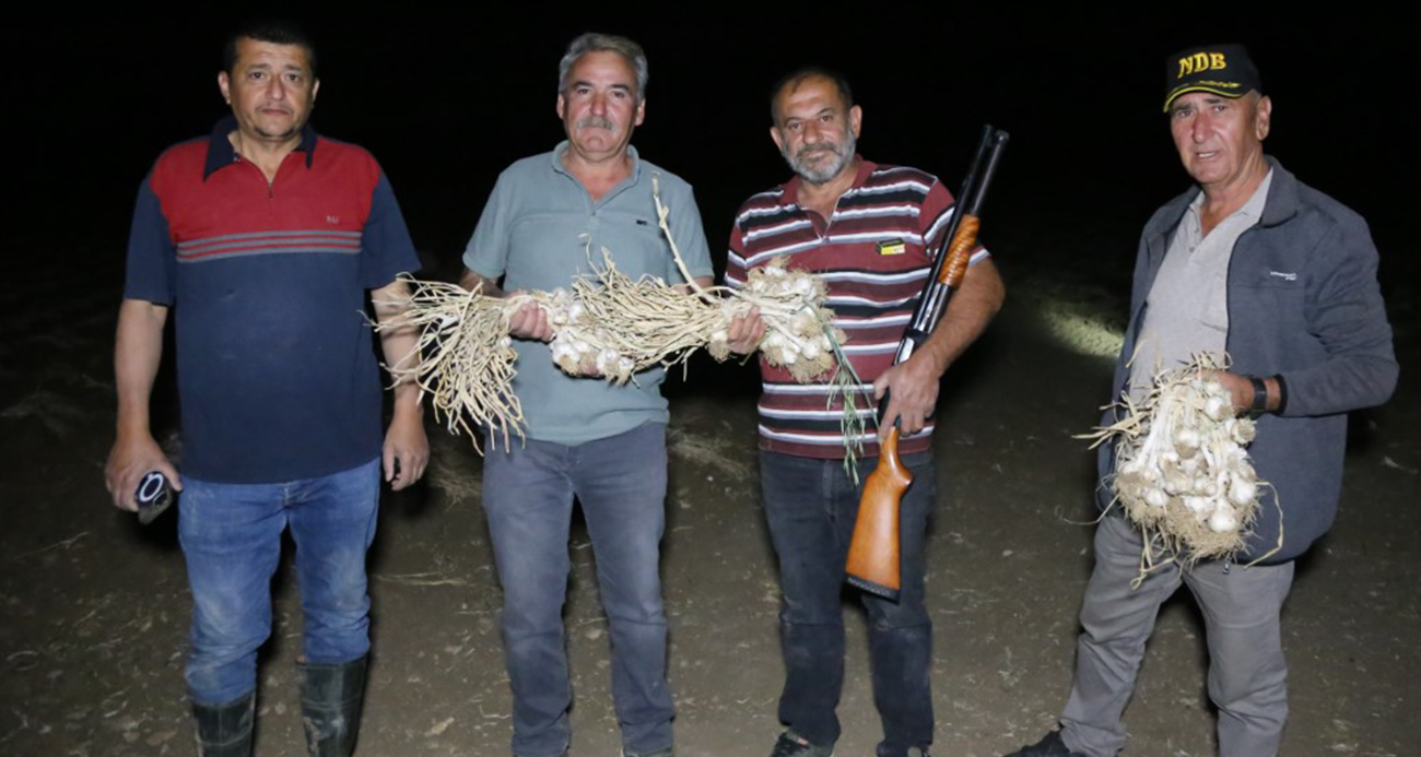 Çiftçilerin "beyaz altın" nöbeti: Sarımsaklar çalınmasın diye sabaha kadar tarlada nöbet tutuyorlar