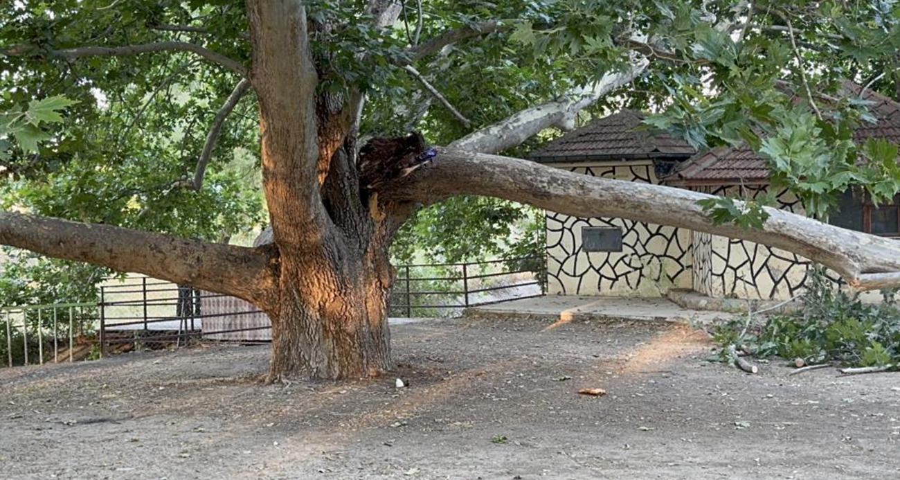 Piknik alanında ağacın dalı vatandaşların üzerine devrildi: 11 yaralı