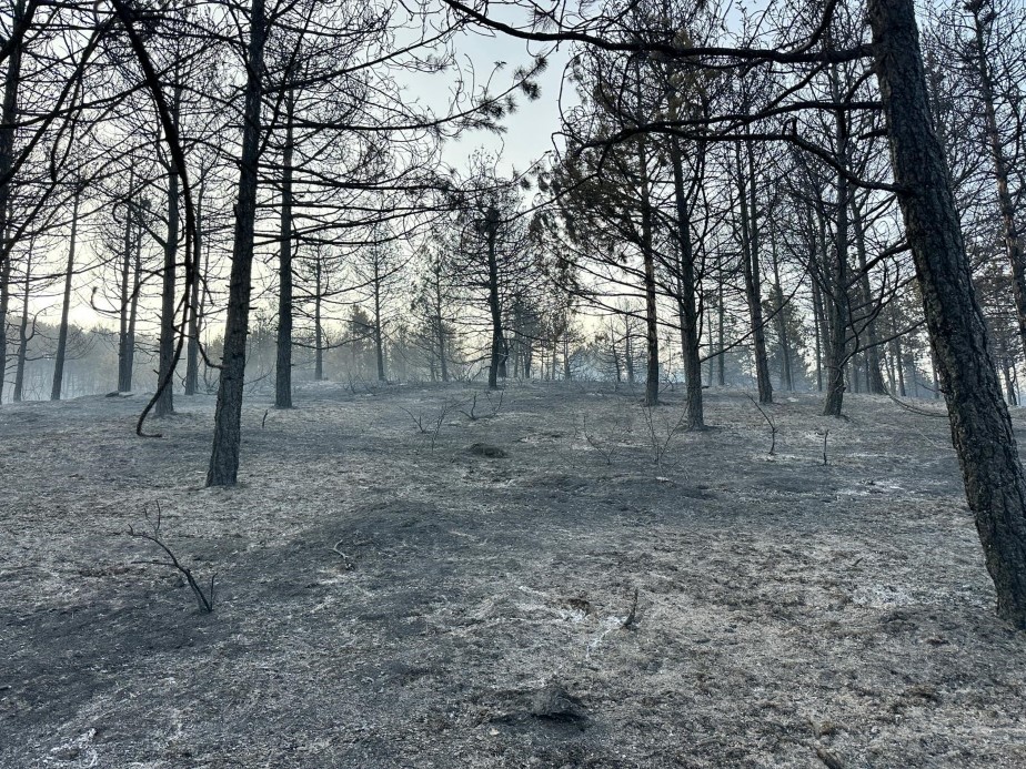 Uşak’taki orman yangını kontrol altında