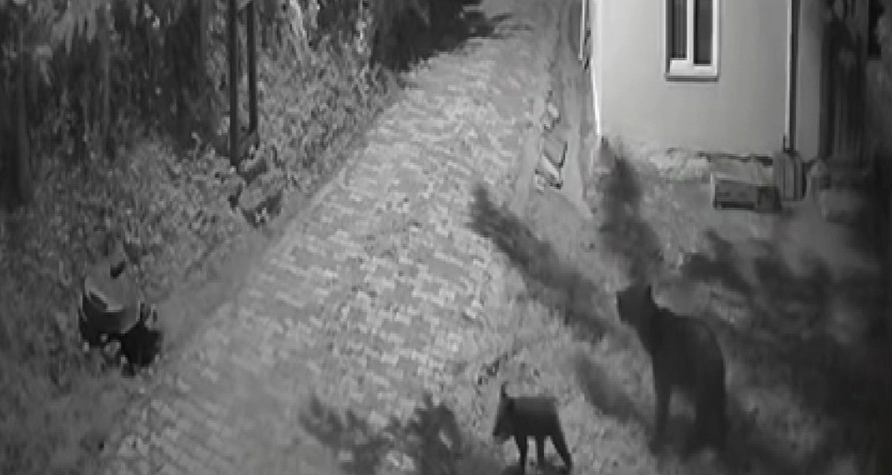 Sinop’ta anne ayı ve yavrularının dut yeme anları kamerada