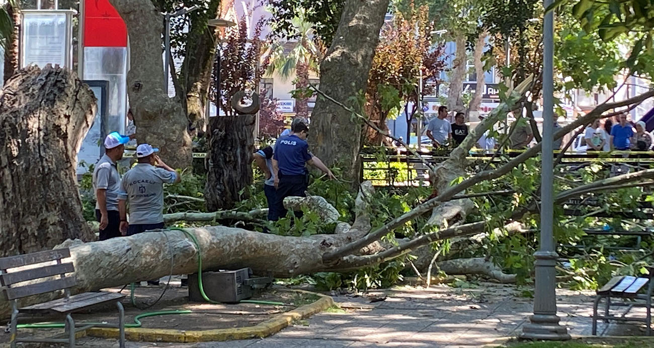 Üzerine ağaç dalı düşen genç kız hayatını kaybetti