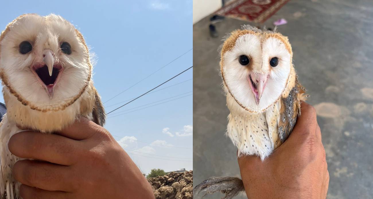 Diyarbakır’da sıcaktan bunalan peçeli baykuş eve sığındı