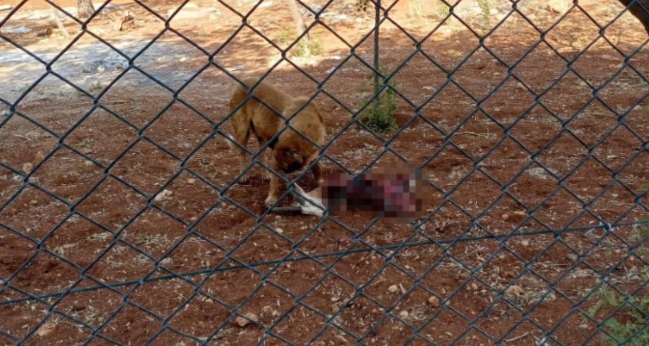 Harran Üniversitesinde başıboş köpekler koruma altındaki ceylanları parçaladı