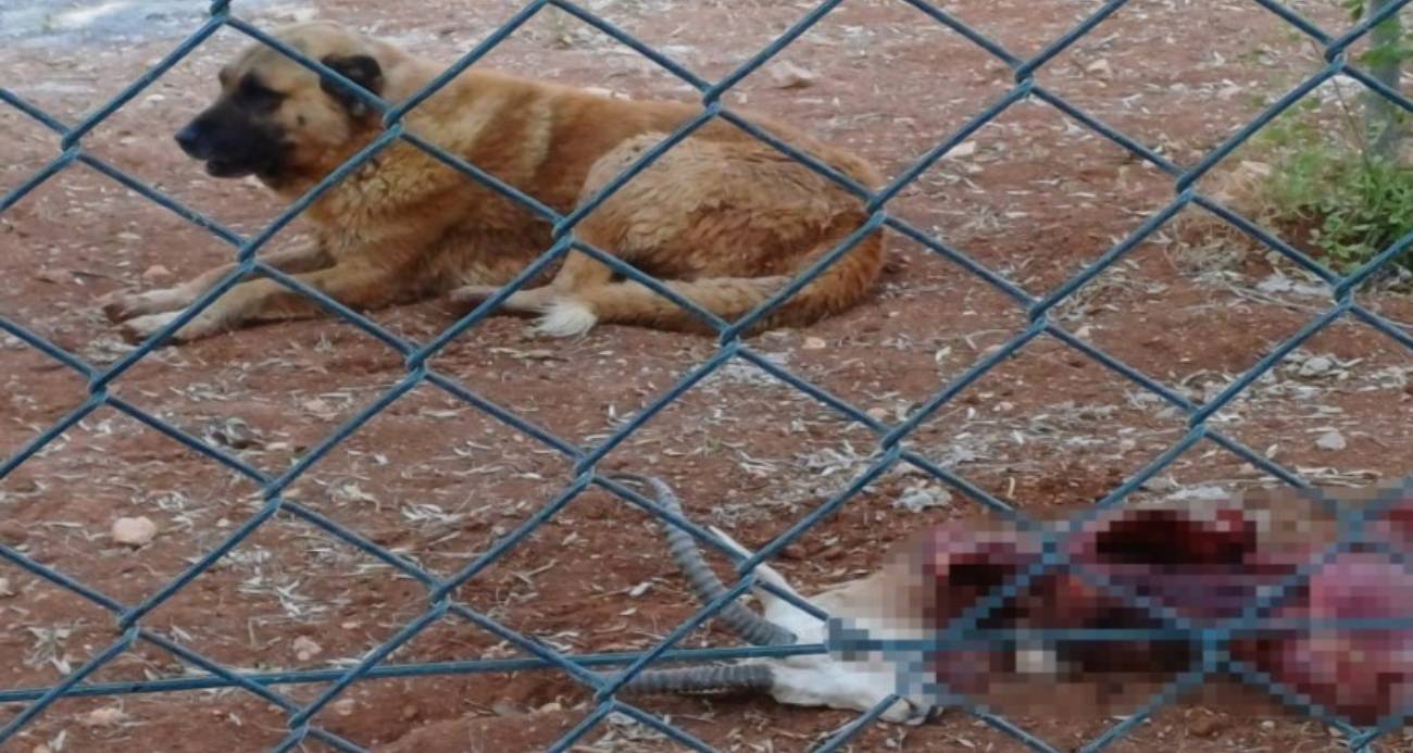 Harran Üniversitesinde başıboş köpekler koruma altındaki ceylanları parçaladı