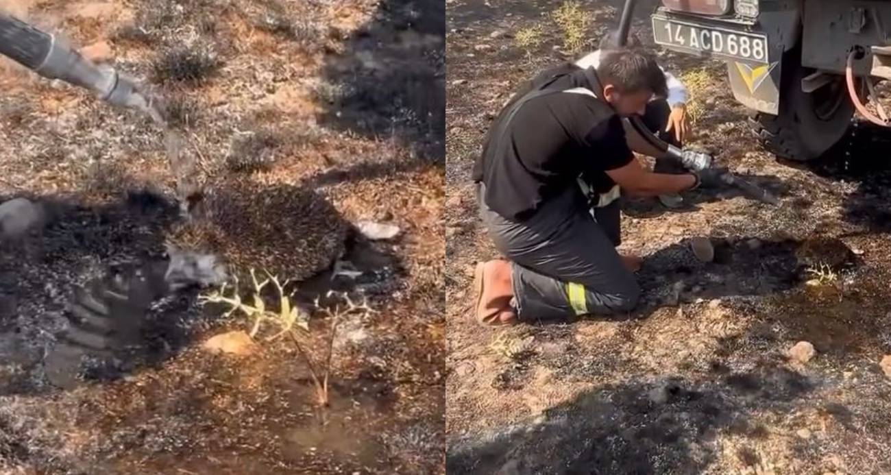 Yangından etkilenen kirpiye elleriyle su verdiler