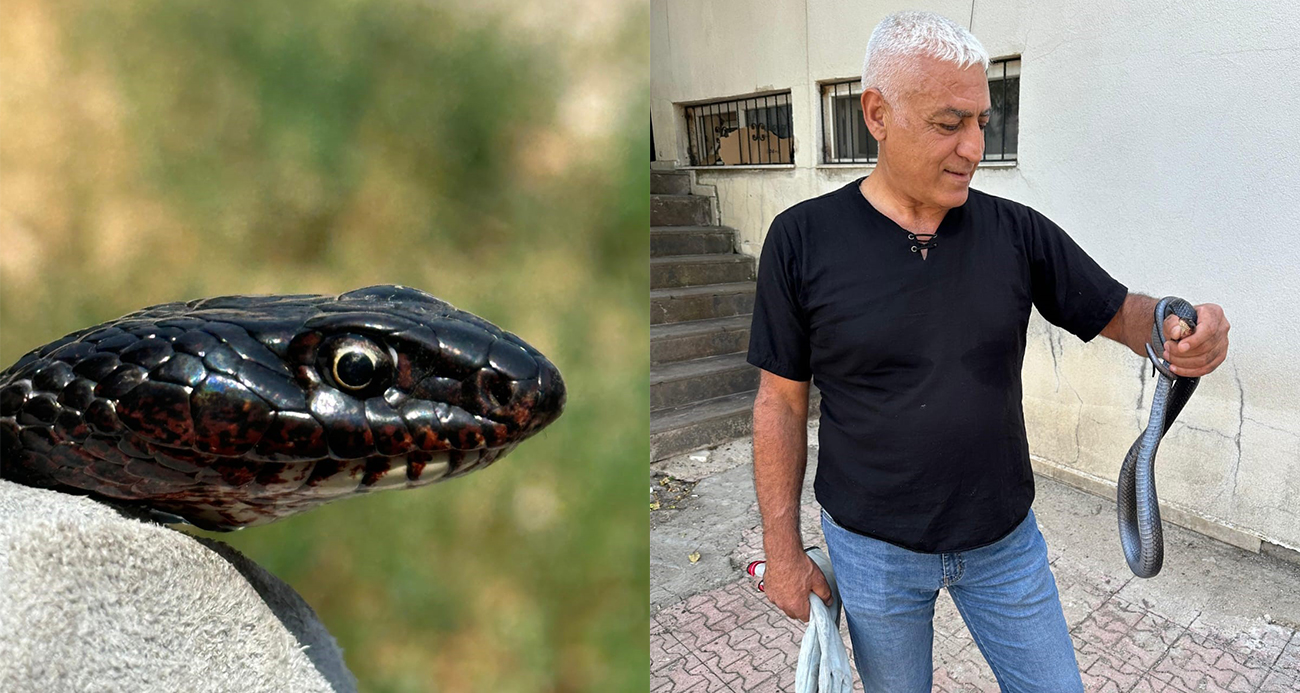 Tuvalete giren karayılan, yakalanarak doğal ortamına bırakıldı