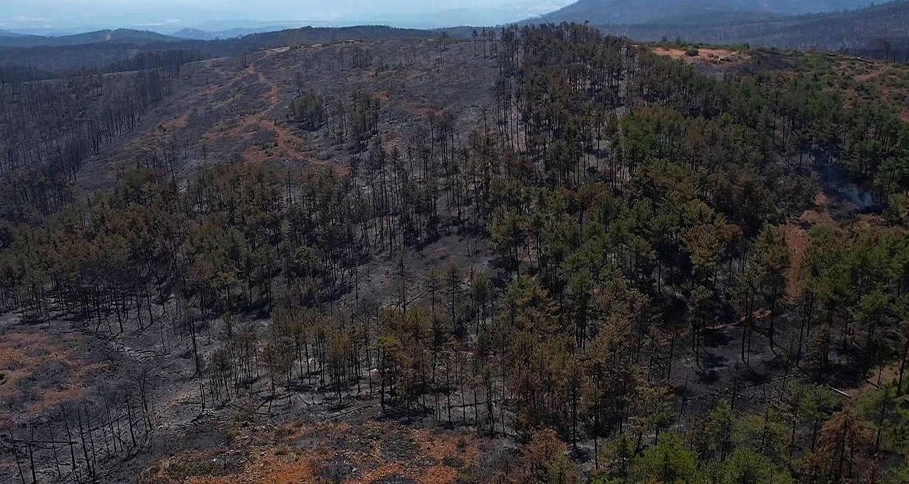Bursa’da havai fişek atanlara ders gibi ceza: 50’şer ağaç dikecekler