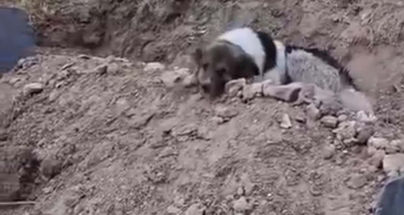 Mezar başında vefa nöbeti: Sahibinin mezarından ayrılmıyor