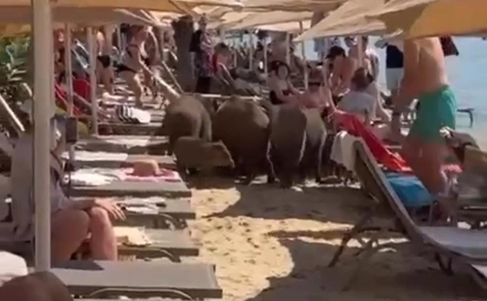 Belediye sessiz kaldı, Marmaris’i domuzlar ele geçirdi