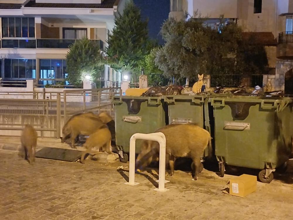 Belediye sessiz kaldı, Marmaris’i domuzlar ele geçirdi